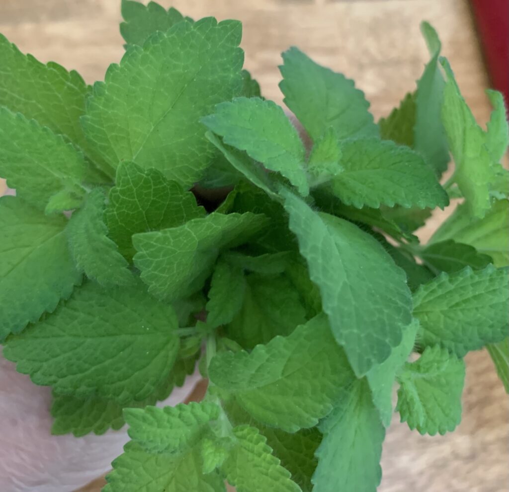 bunch of lemon balm