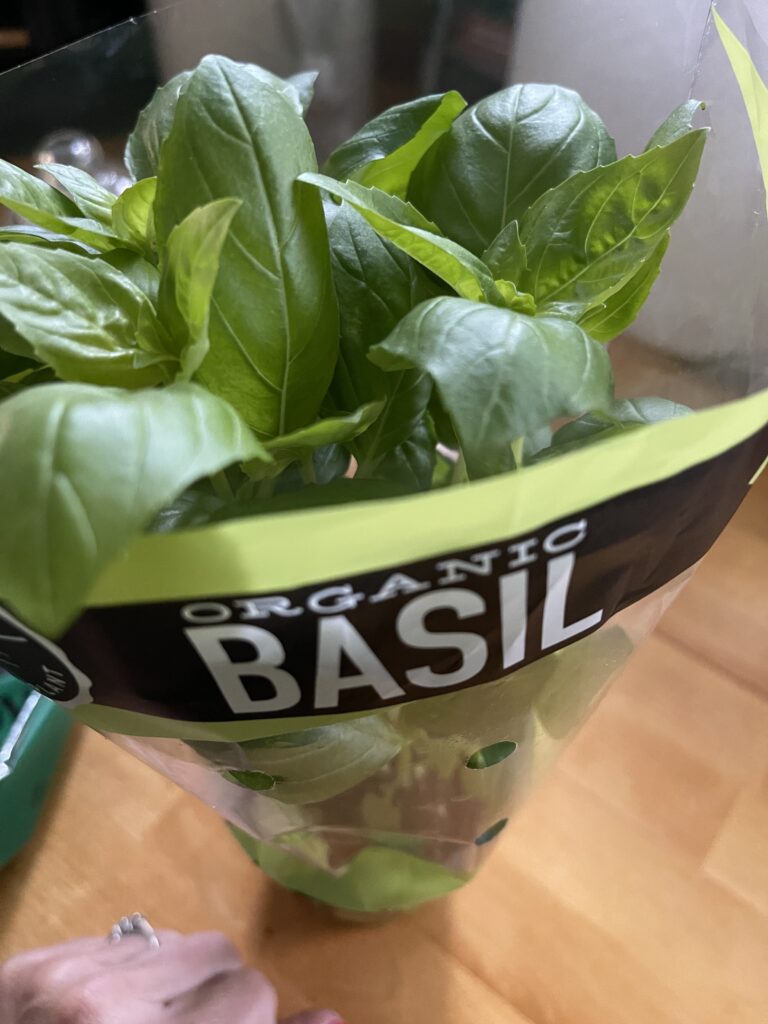 3" basil in plastic bag