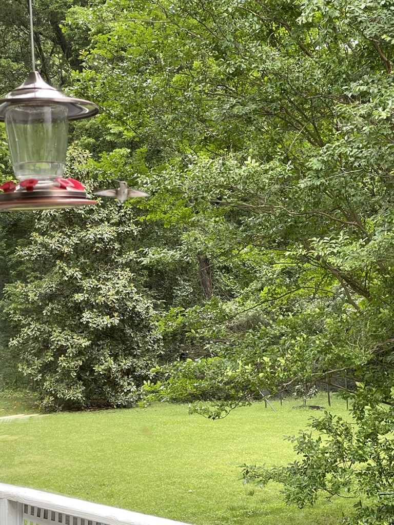 hummingbird flying near feeder