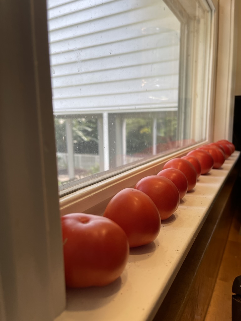 tomatoes lined up on a window sill