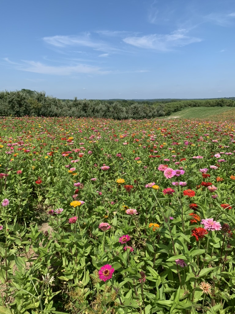 zinnia field 