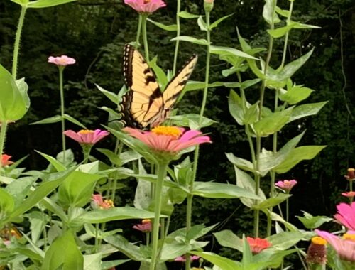 butterfly on zinnias