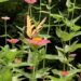 butterfly on zinnias