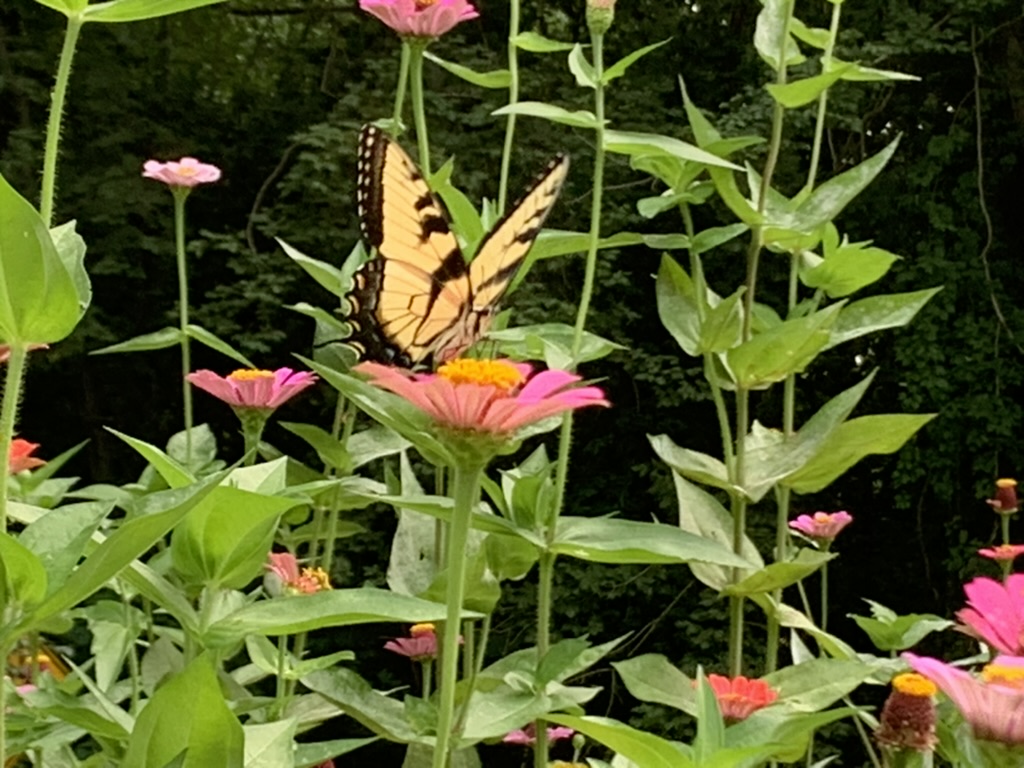 butterfly on zinnias