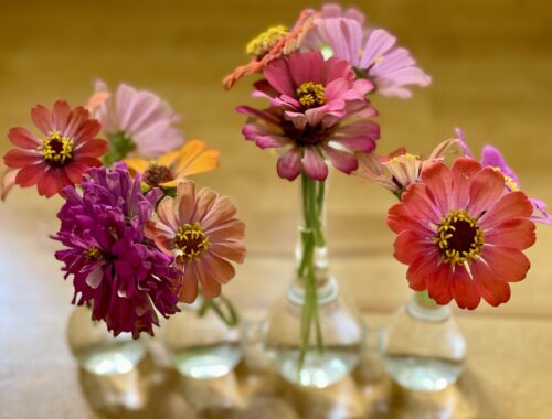 zinnias in glass connected vase