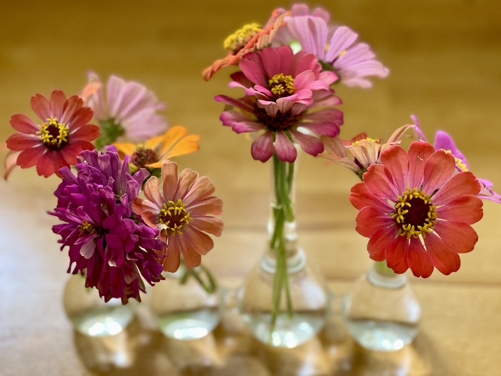 zinnias in glass connected vase