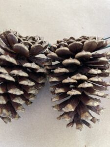 pushing pine cones together on wreath form to hold