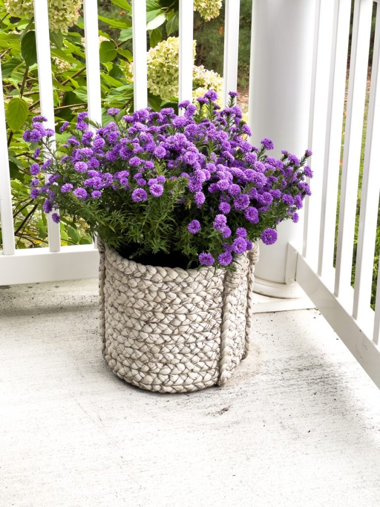 Tammy's asters in a basket