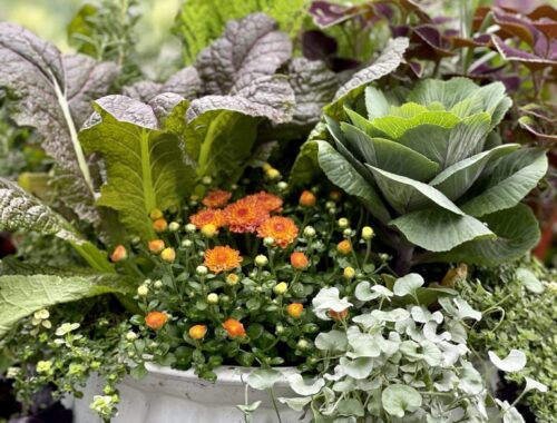 fall arrangement with lettuces and orange mums