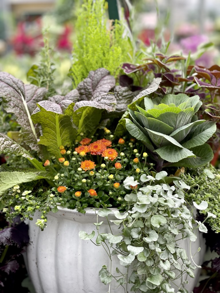 fall arrangement with lettuces and orange mums