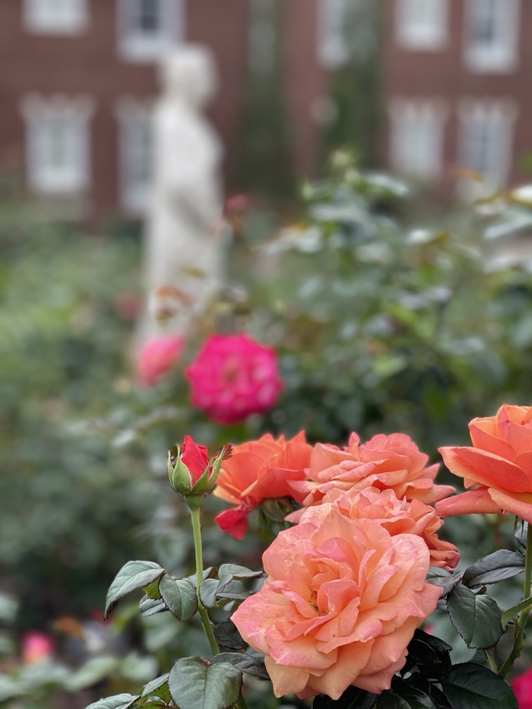 roses garden on the Belmont Mansion lawn