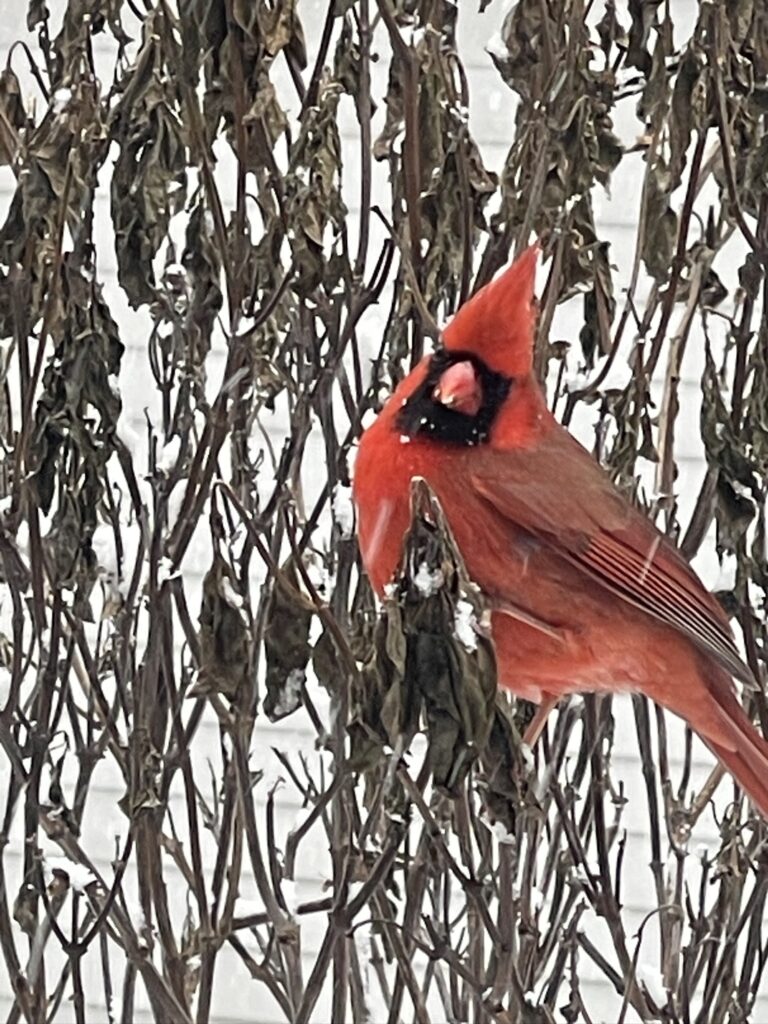 weekend moments cardinal sitting in a plant in the snow