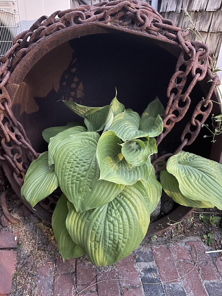 hostas planted in a rusted pot