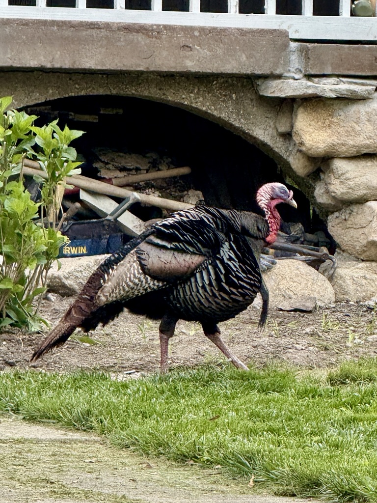 front yard turkey in Vineyard Haven