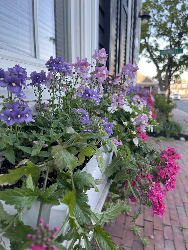 Martha's Vineyard Haven window boxes off season