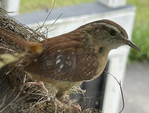 wren on the nest