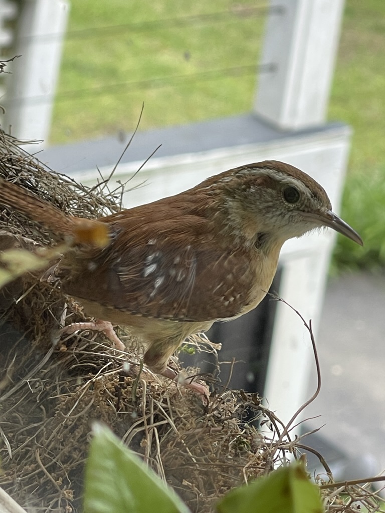 wren on the nest