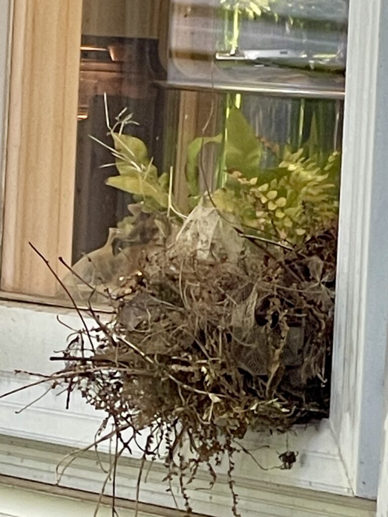 outside view of wren's nest in the kitchen window