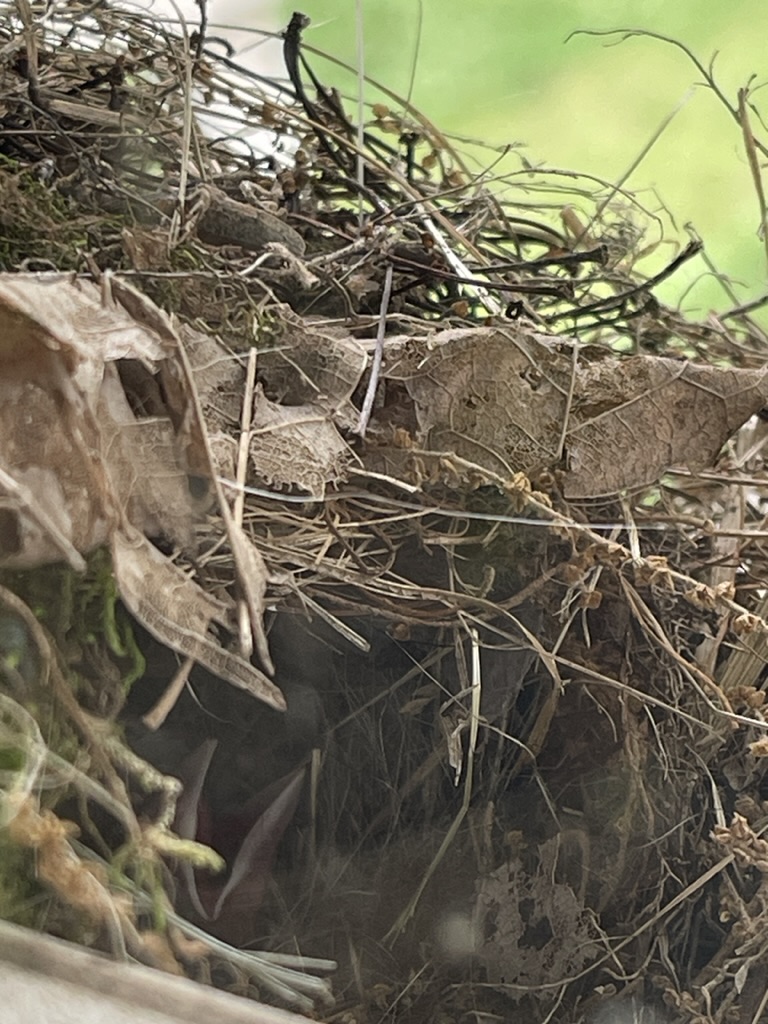 open baby wren beak in nest