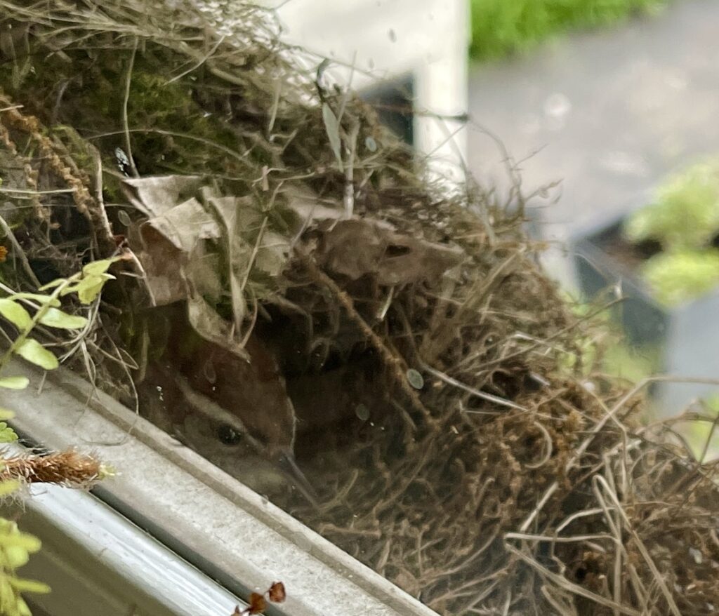 mama wren sitting in nest