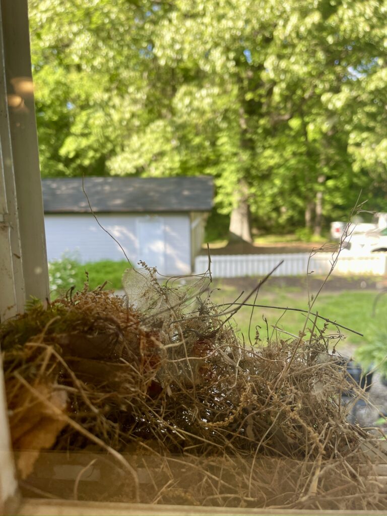 inside view of wren's nest from the kitchen side of the window
