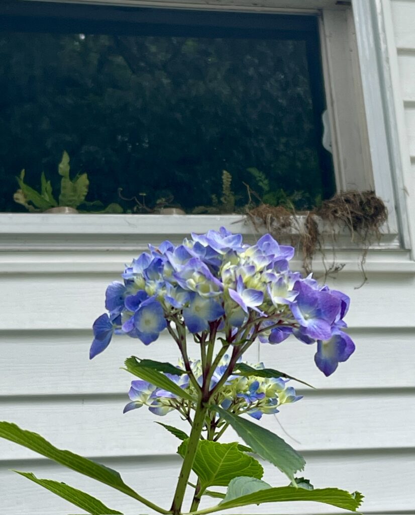 outside view of the wren nest with hydrangea