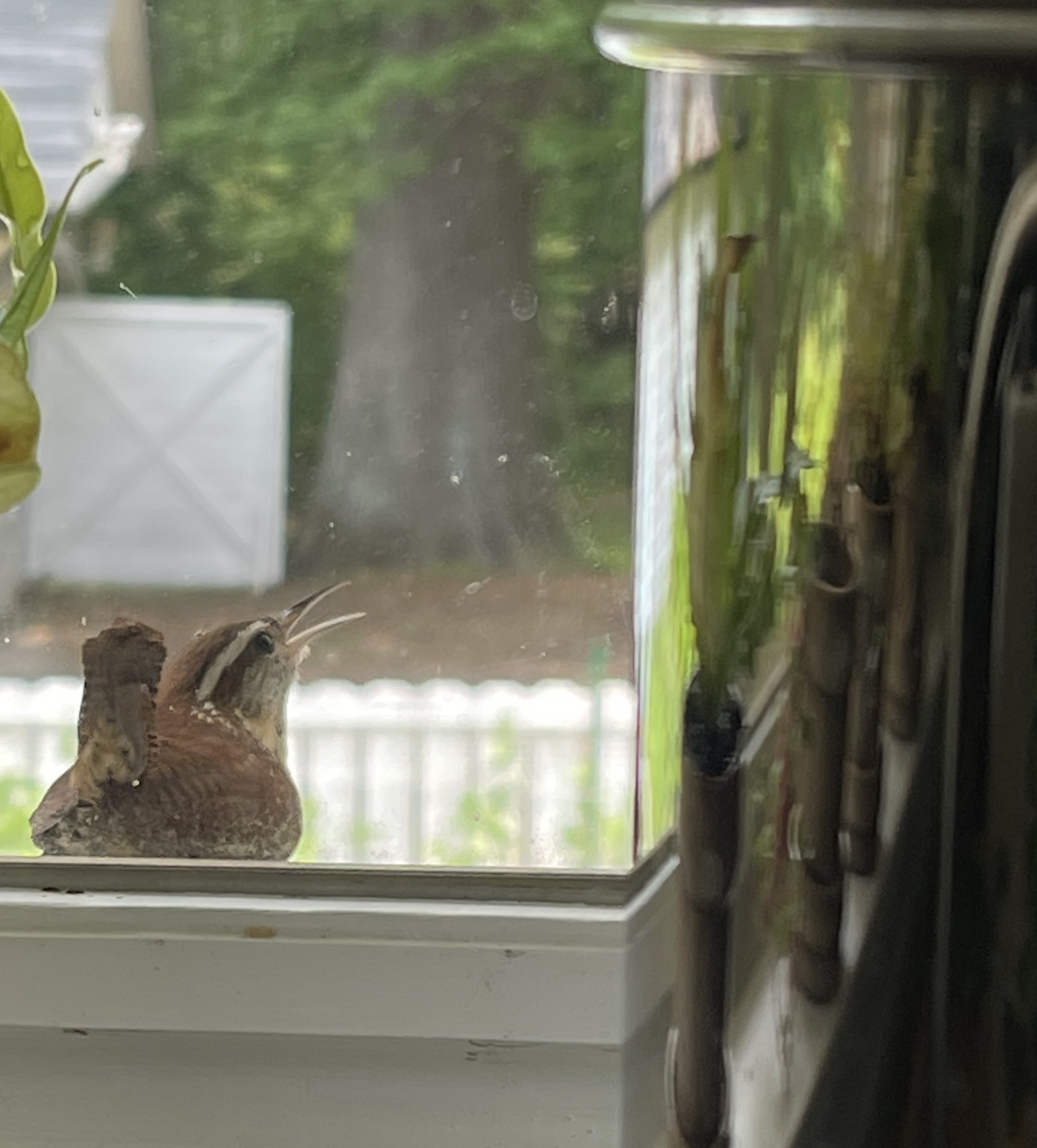 cropped wren