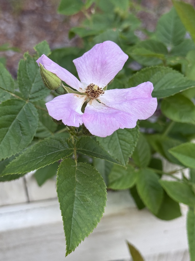 wade's rose