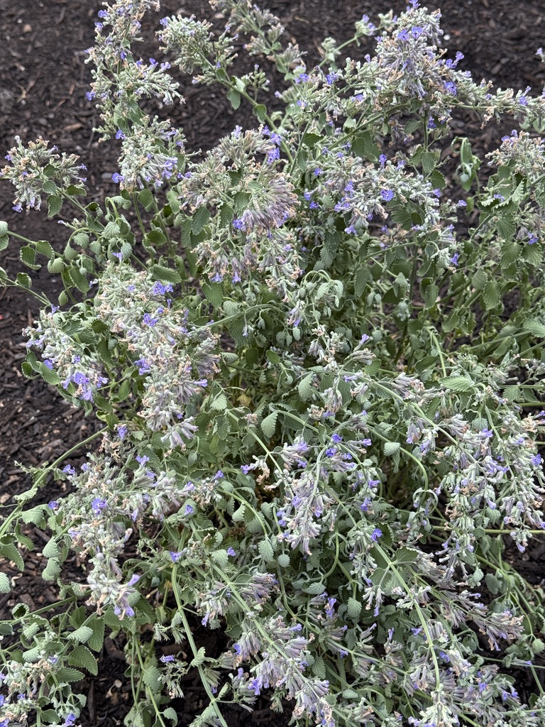 just planted catmint