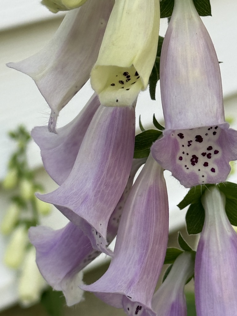 foxglove from Wade
