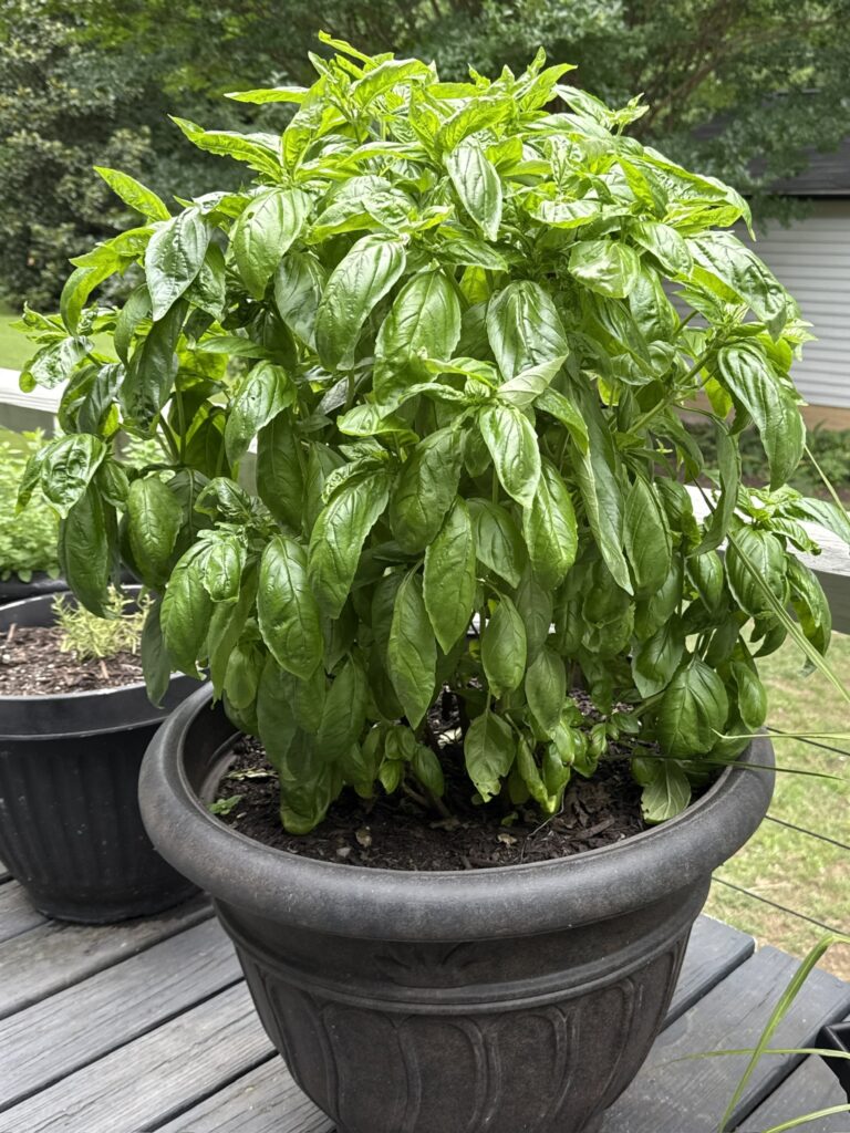 potted basil plant